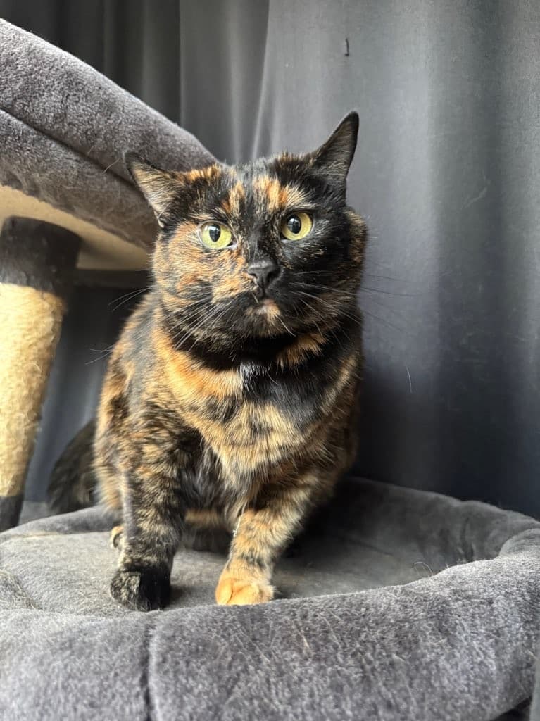 City Kitty Sitter photo 2