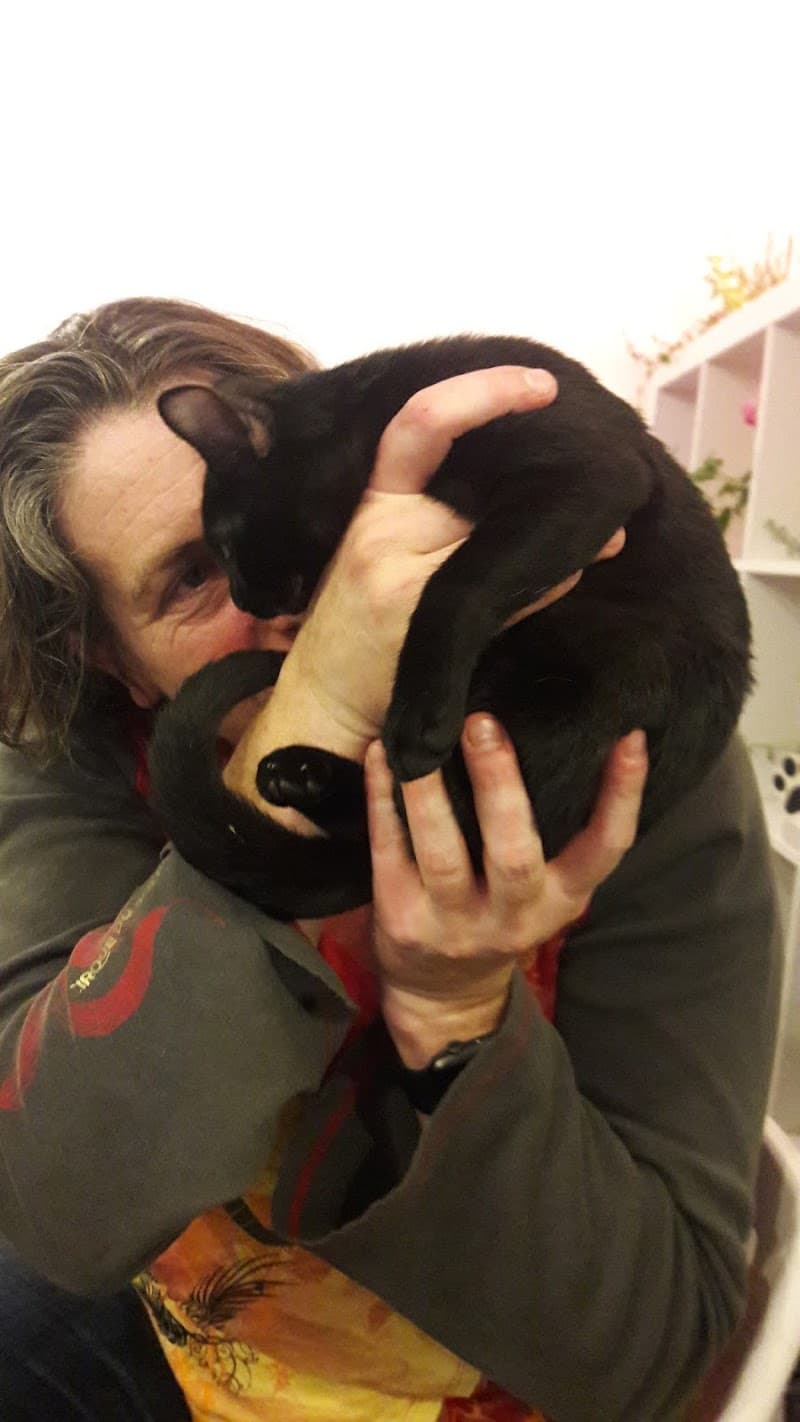 City Kitty Sitter photo 5