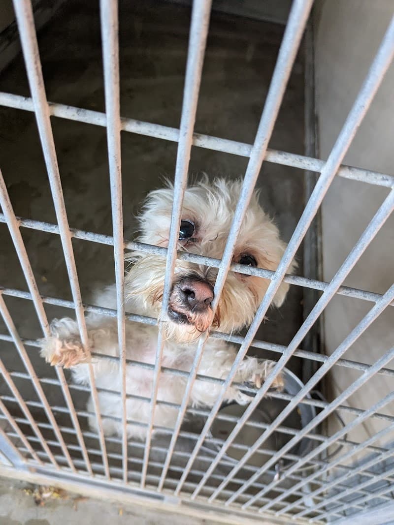 City of Henderson Animal Protection Services photo 3