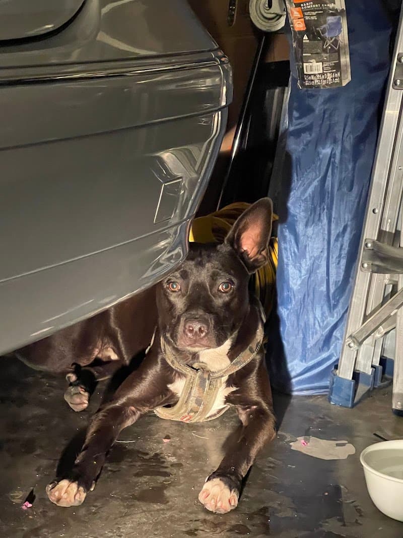 Clark County Animal Control