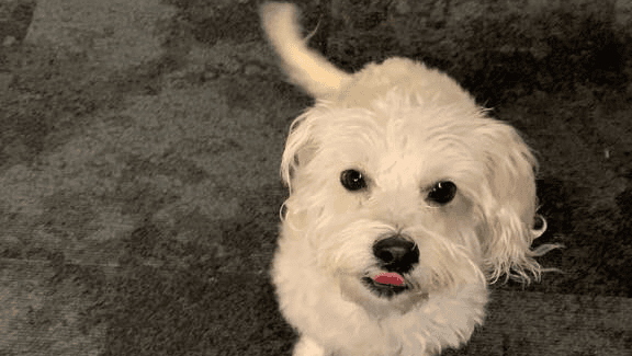 Close to Home Pet Services LLC.