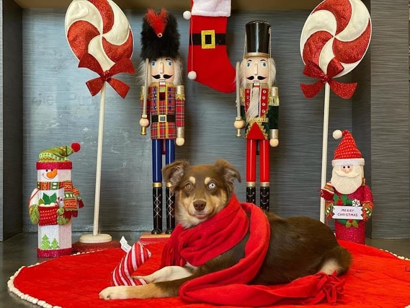 Club K9 photo 2