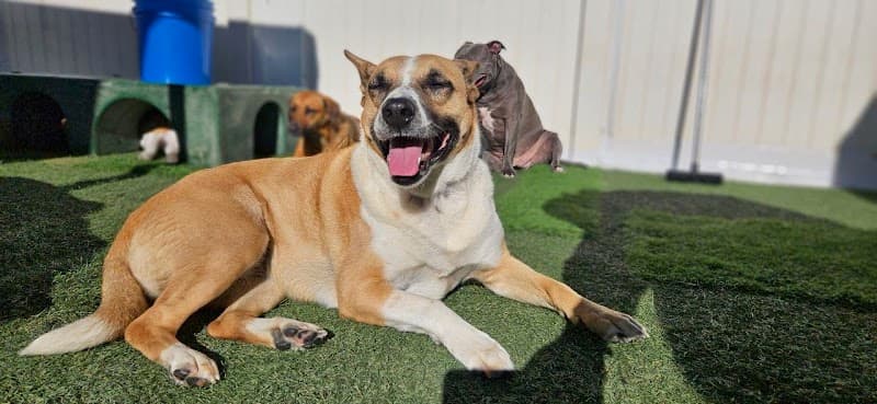 Club ULD - U Lucky Dog Daycare photo 3