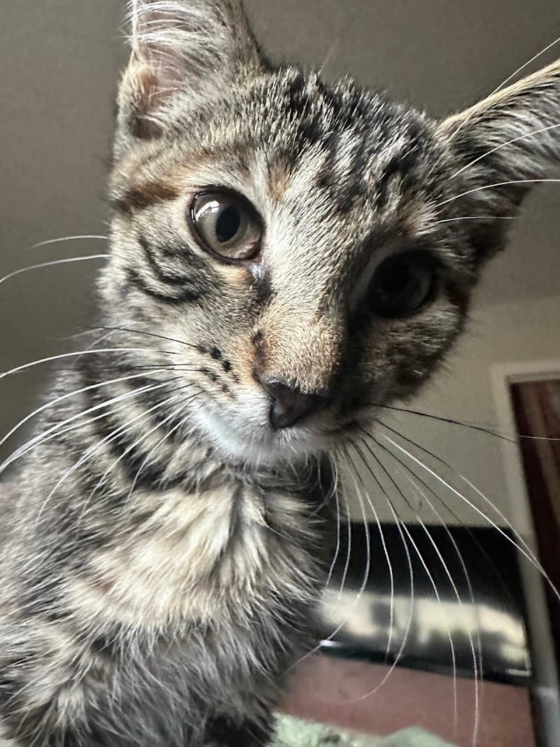 Colorado Animal Rescue photo 4