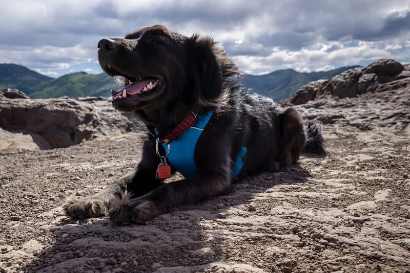 Colorado Dog Walking photo 3
