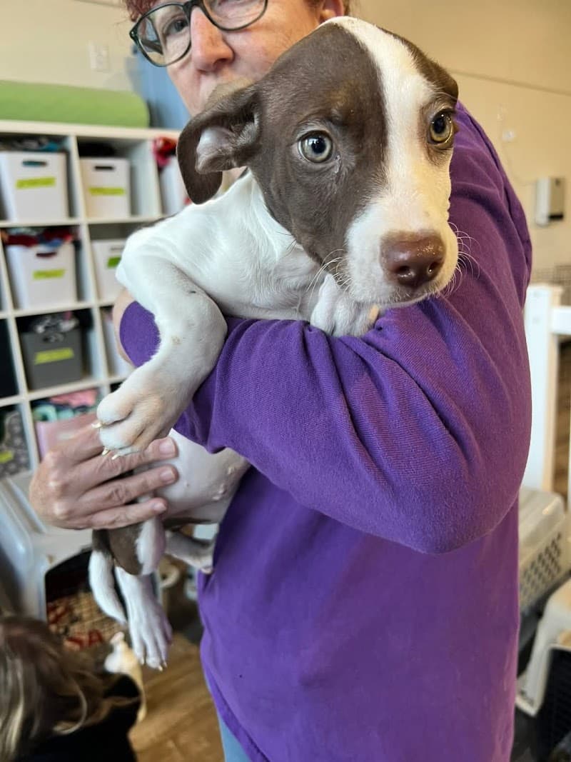 Colorado Puppy Rescue photo 2