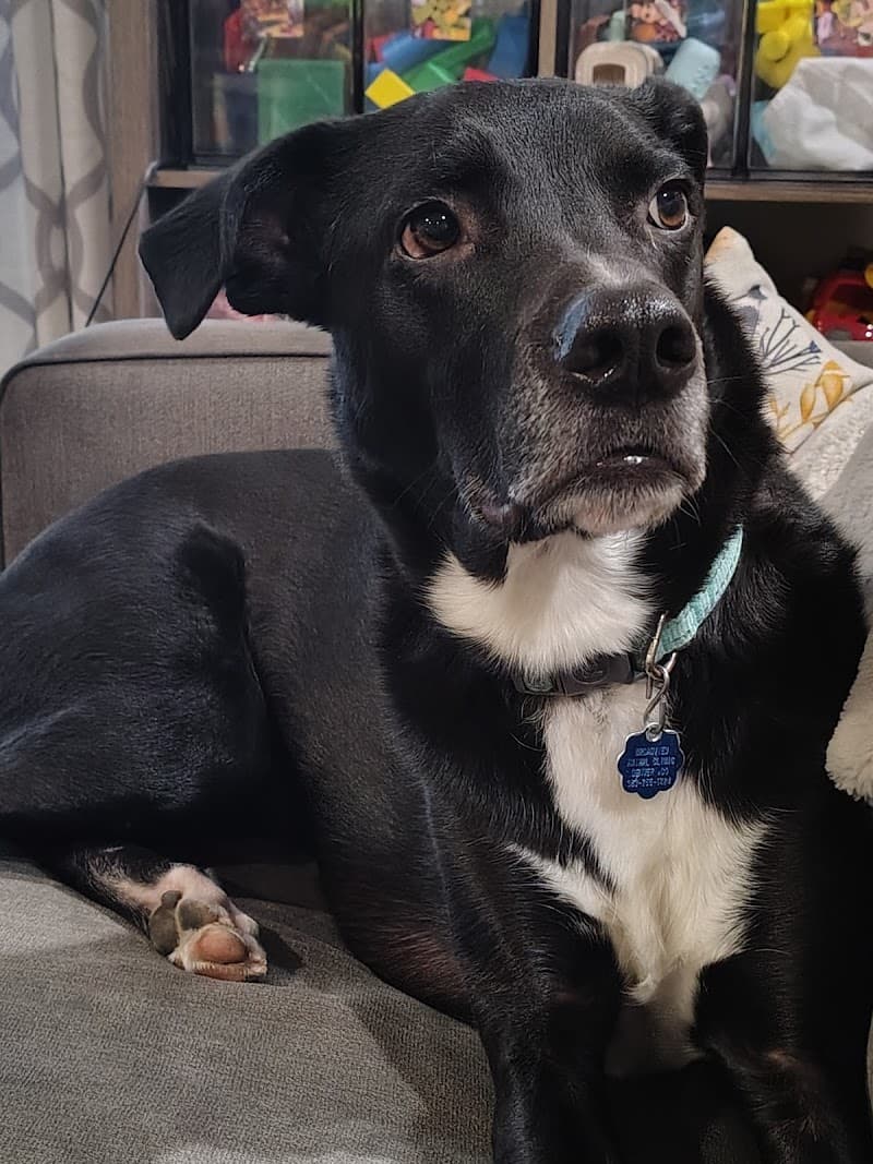 Colorado Puppy Rescue photo 3