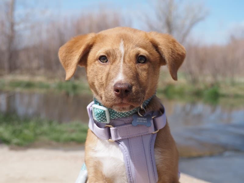 Colorado Puppy Rescue photo 6