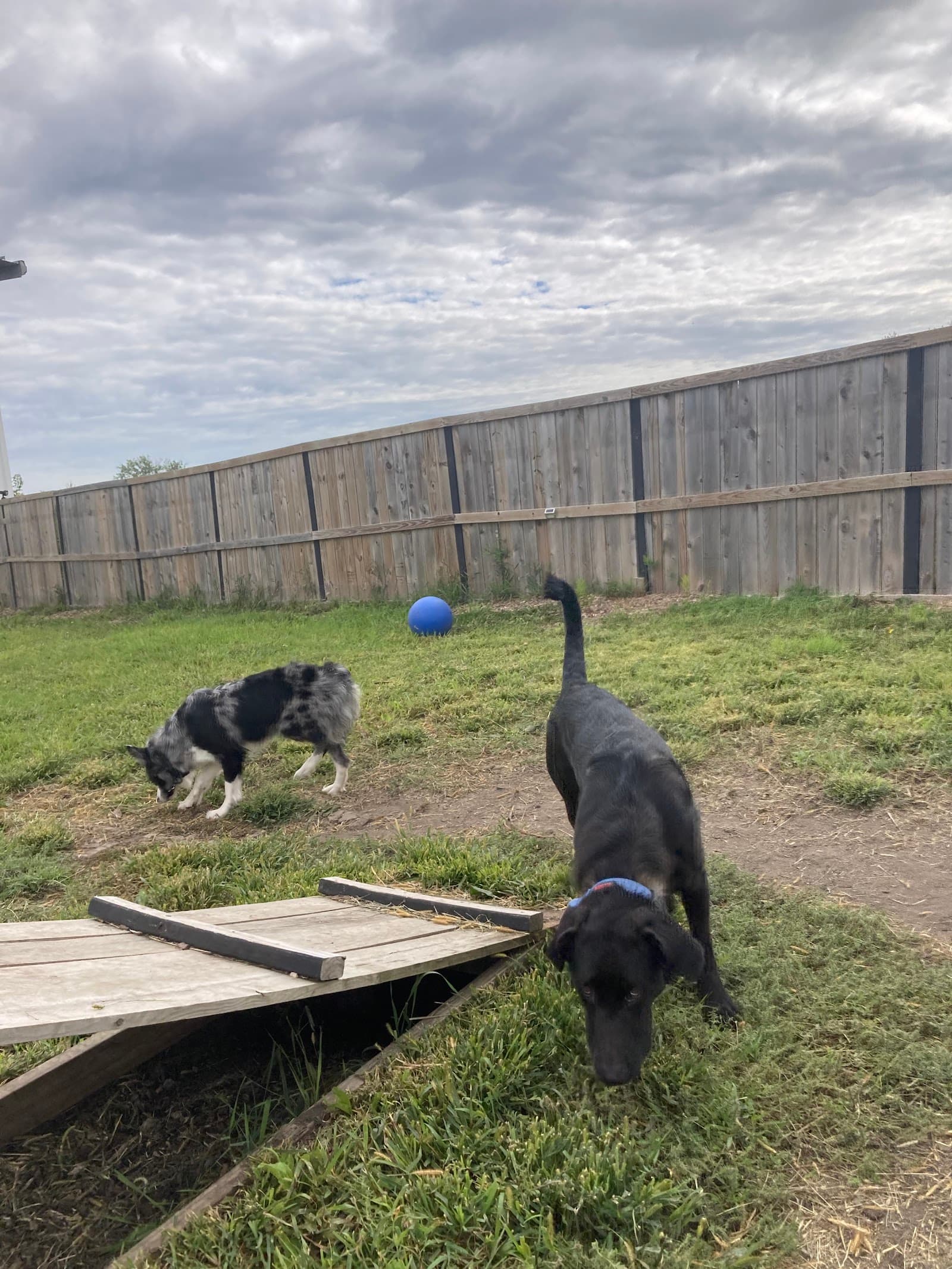 Companion Acres