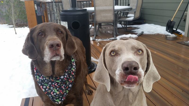 Creature Connections Pet Sitting photo 2