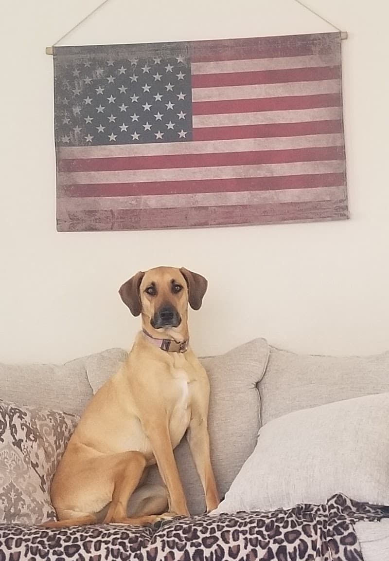Creature Connections Pet Sitting photo 3