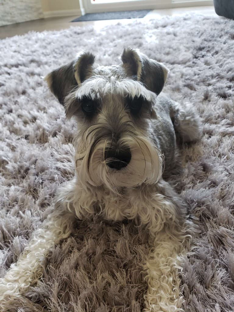 Creature Connections Pet Sitting photo 5