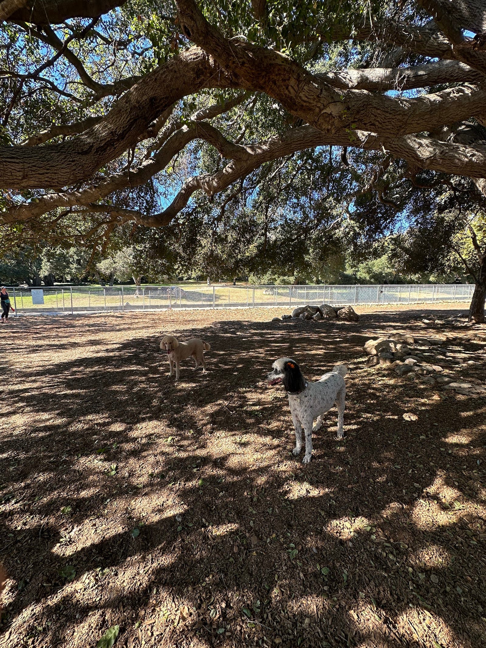 Crescenta Valley Dog Park