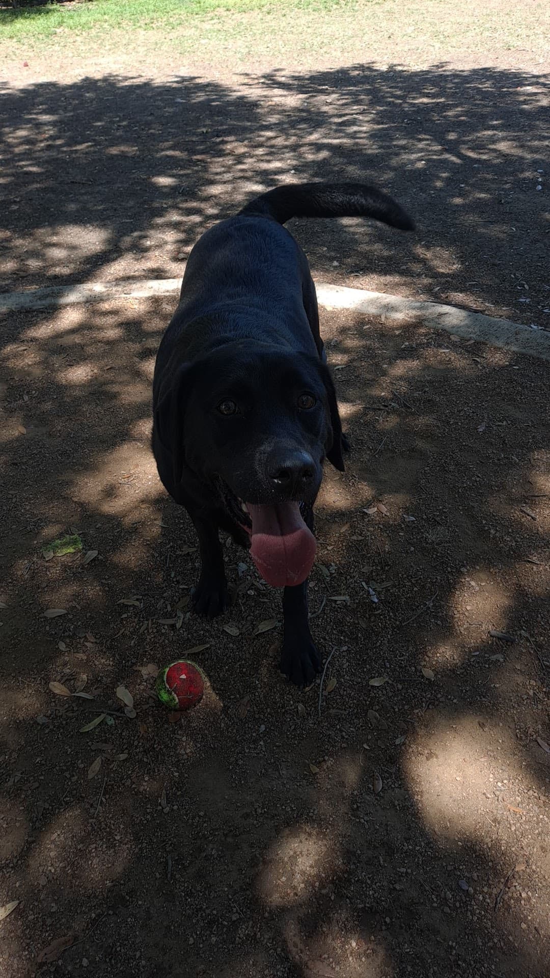 Crockett Dog Park