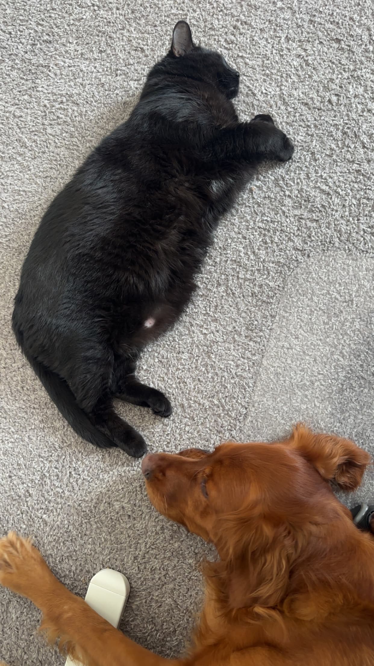 Cutie Paws - House, Dog & Cat sitter in Philadelphia (West Philly)