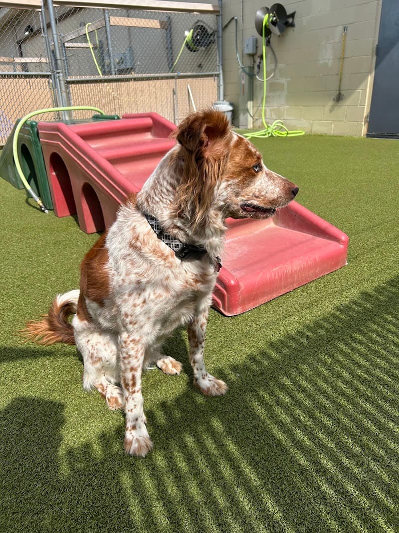 Camp Bow Wow Carmel photo 2