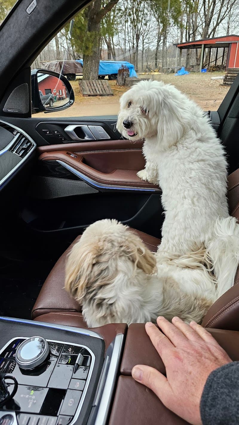 Just Little Dogs