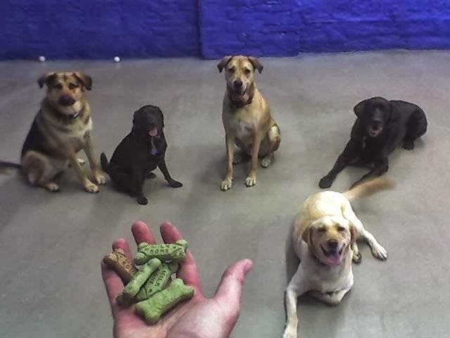 All Star Pet Care