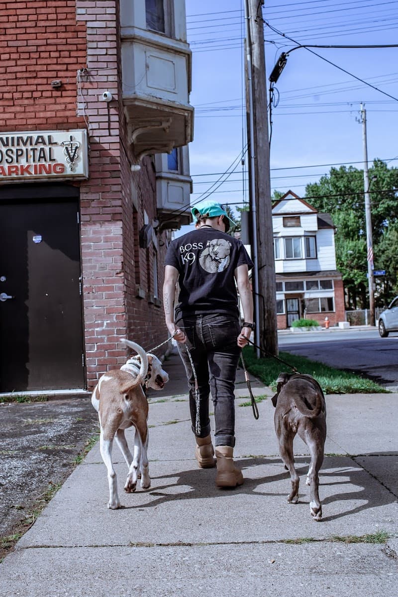 Boss k9 photo 1