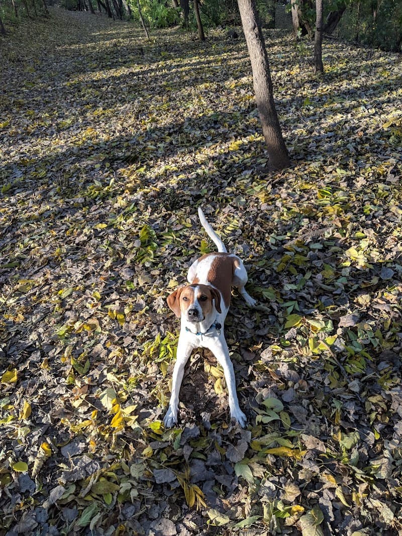 Arlington-Arkwright Dog Park photo 3