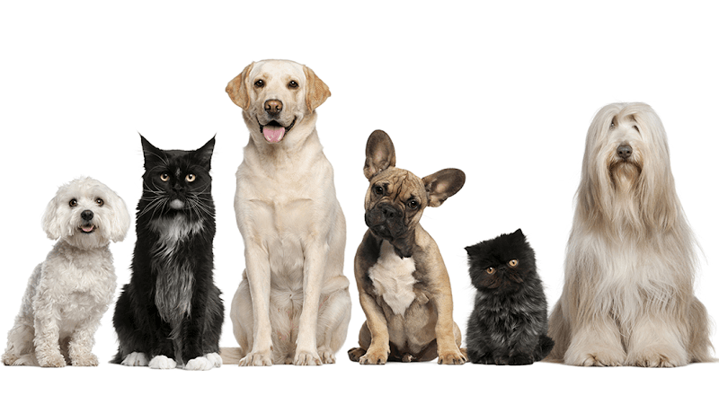 Lorain Animal Clinic