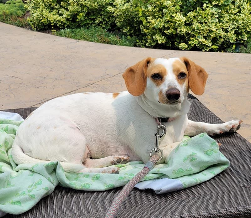 A.R.F.-Animal Rescue Foundation photo 2