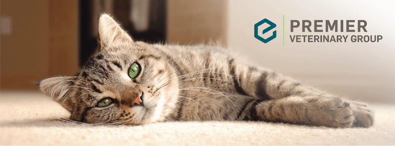 Premier Veterinary Group - Chicago
