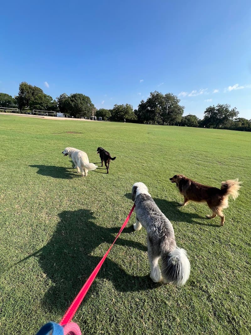 Daily Zoomies photo 3