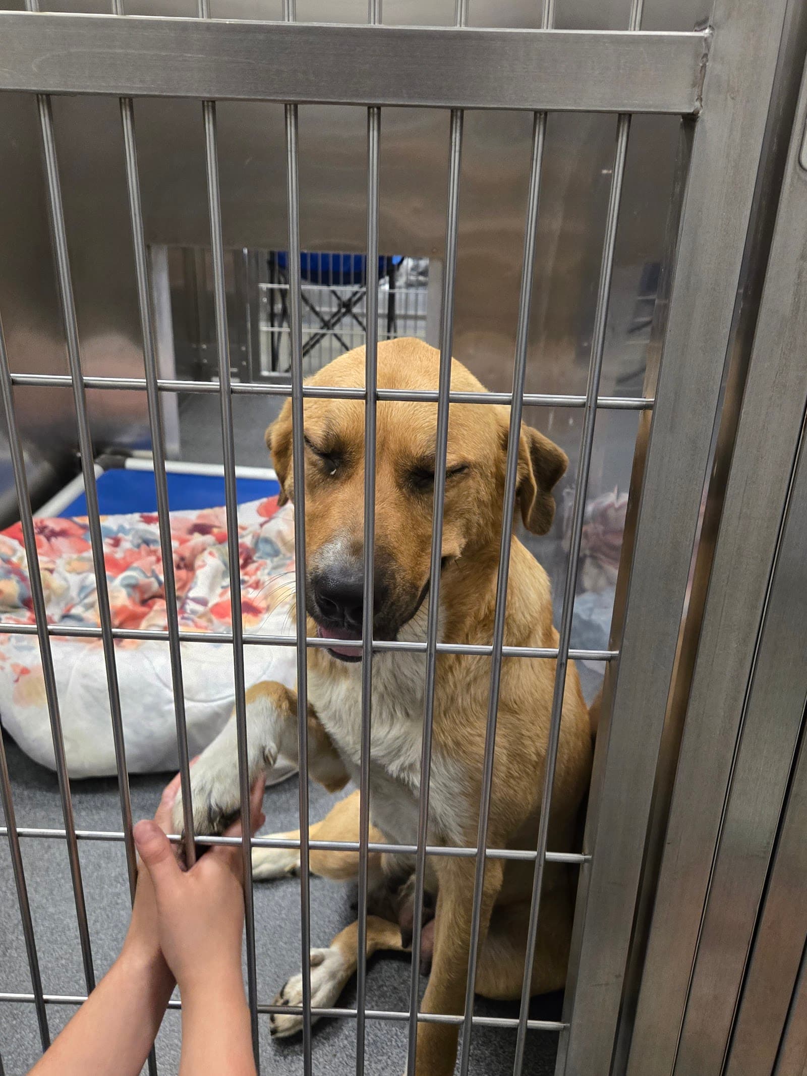 Dallas Animal Services