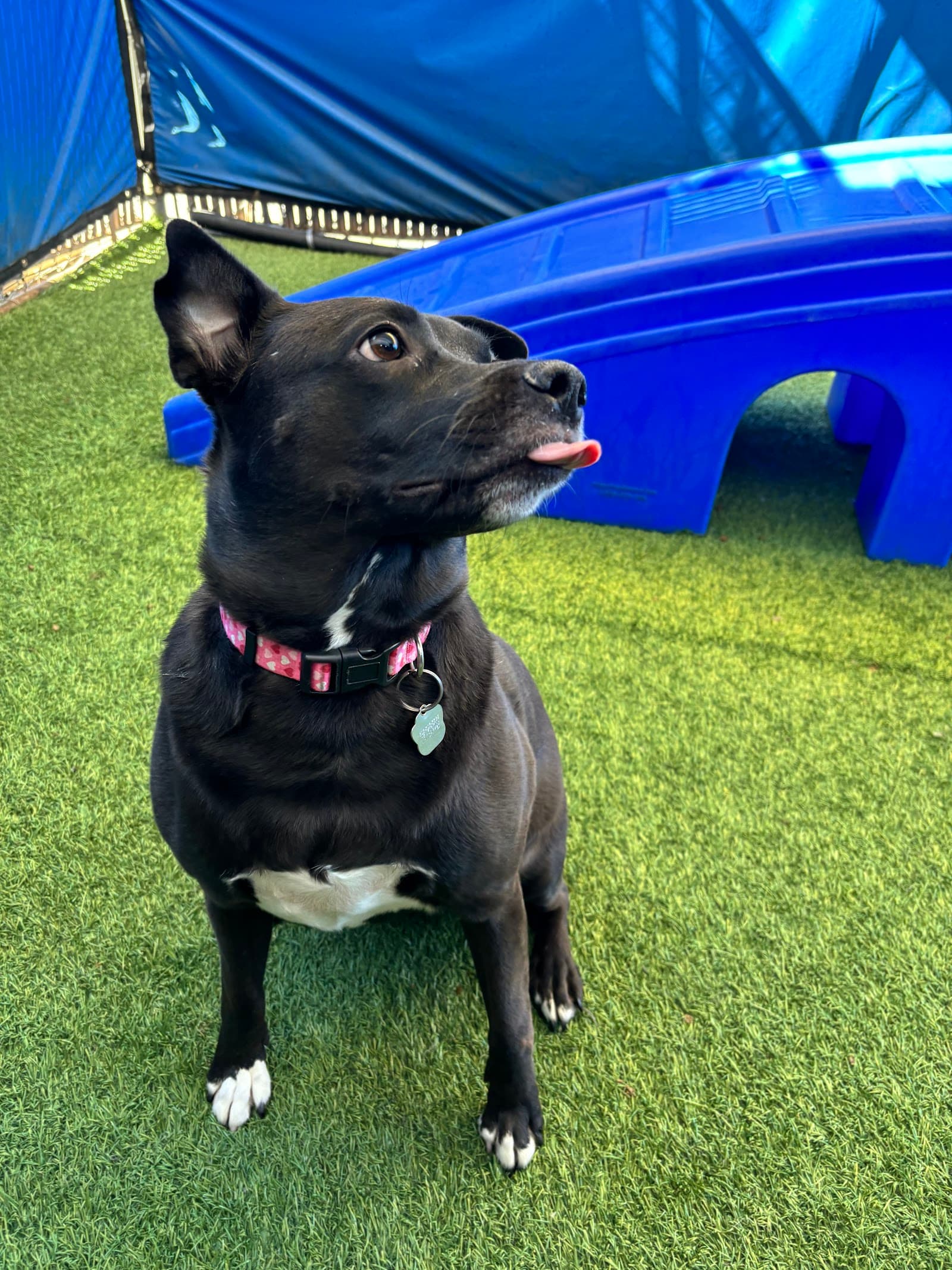 Danmar Pet Resort