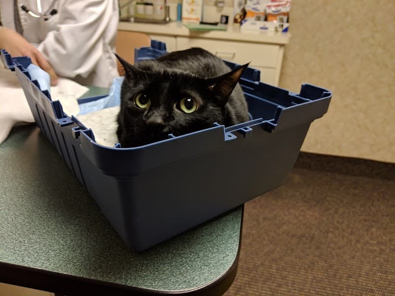 The Cat Practice
