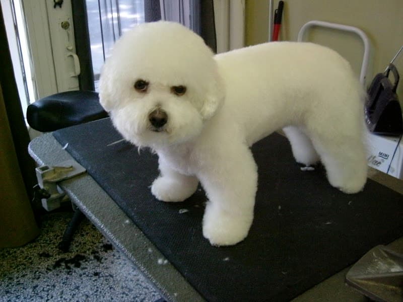 Madra Pet Styling photo 2