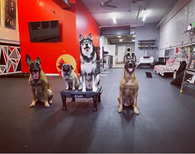 Sit Means Sit Dog Training Chicago photo 3