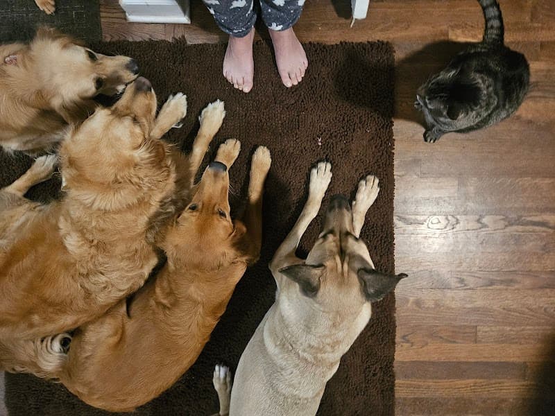 Pooches 'N' Whatnot