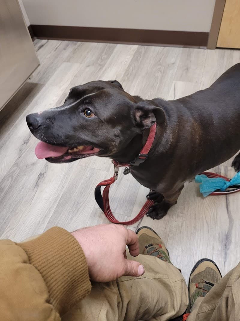 Community Vet