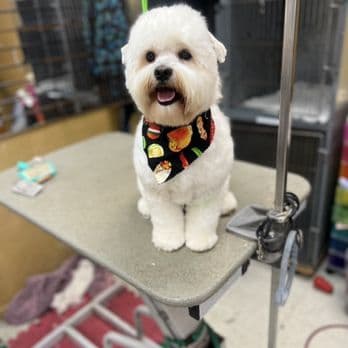 Del Paso Grooming