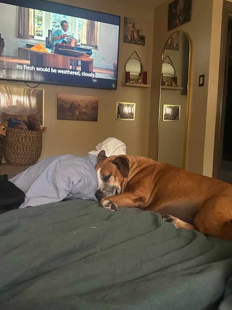 Denver Animal Shelter photo 5