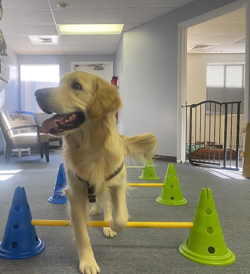 Denver Dog Rehab & Wellness photo 2