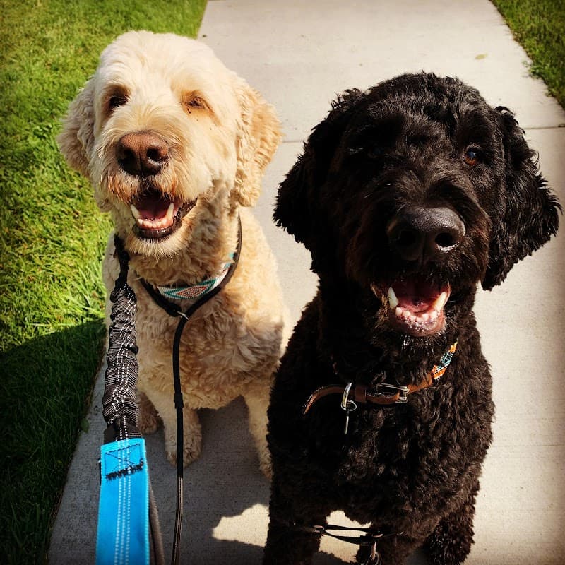 Denver Dog Walkers photo 3
