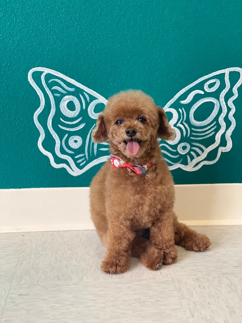 Desert Pet Spa photo 3