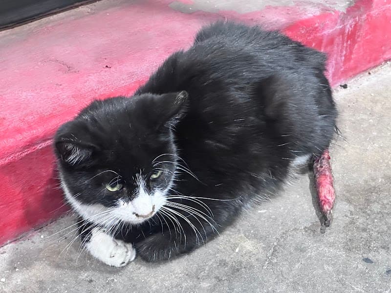 Desert Whiskers Rescue photo 2