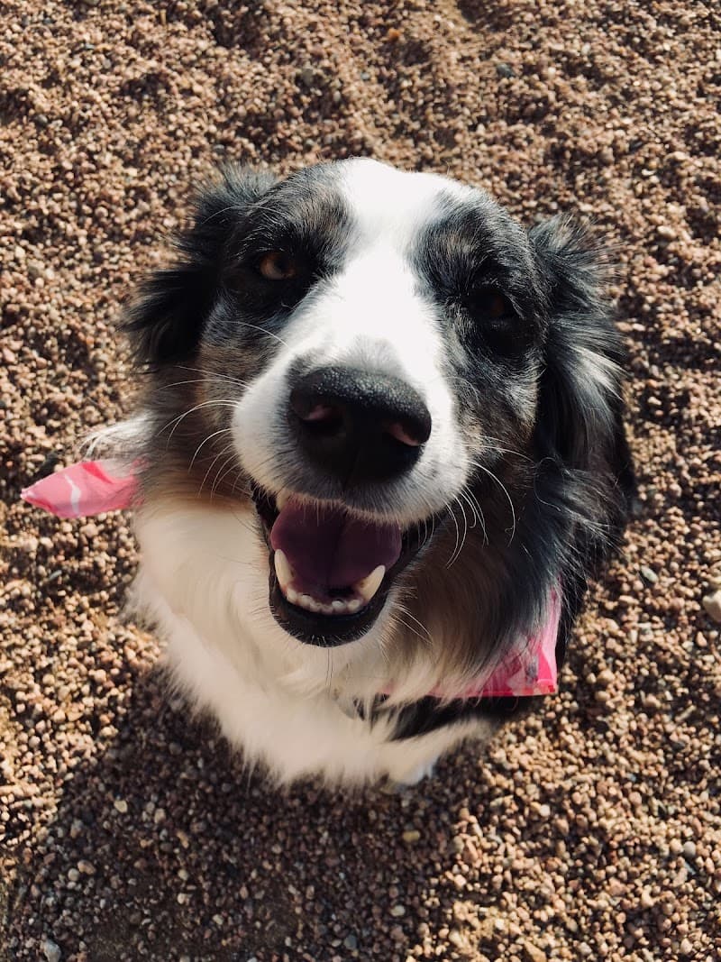 Digstown Doggie Day Care, Lodge, and Spaw photo 2