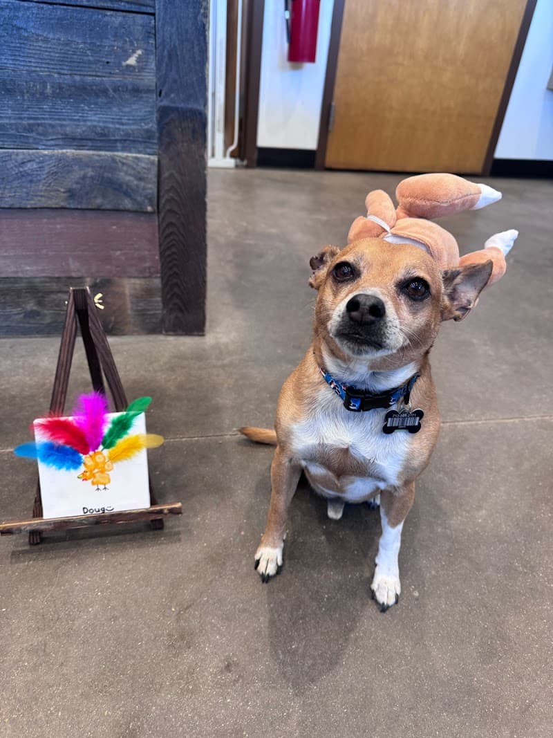Digstown Doggie Day Care, Lodge, and Spaw photo 4