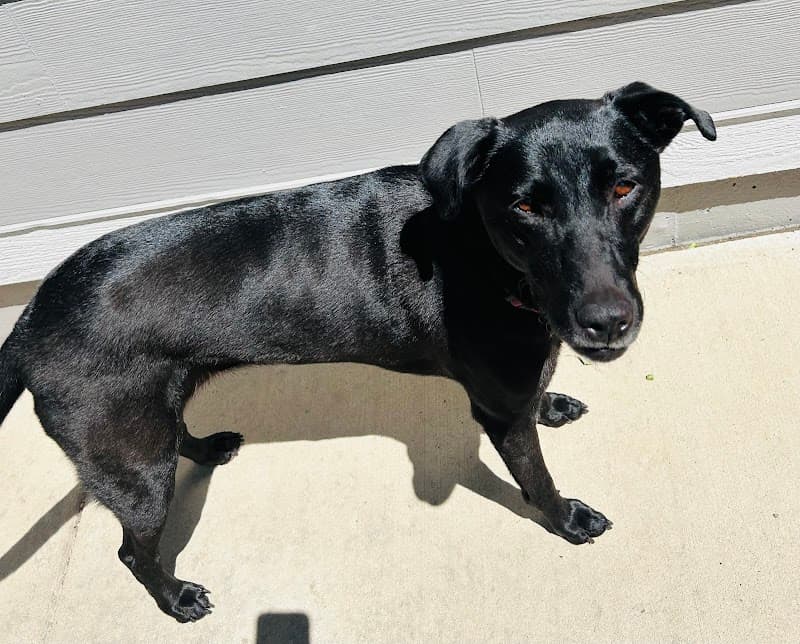 Digstown Doggie Day Care, Lodge, and Spaw photo 6