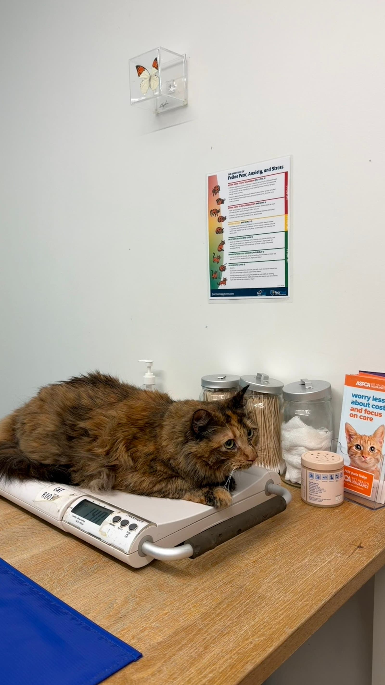 District Veterinary Hospital Brookland