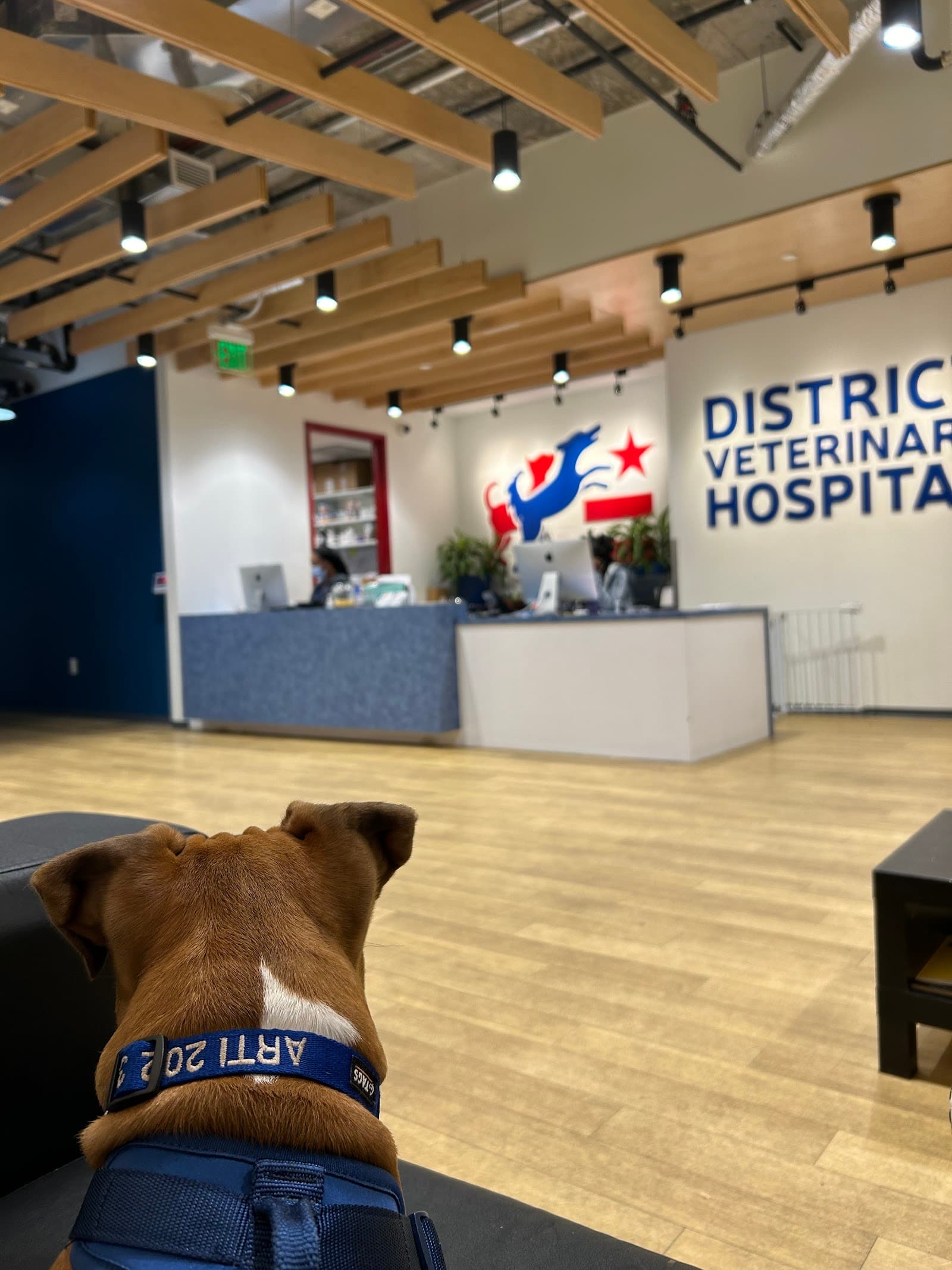 District Veterinary Hospital Eastern Market