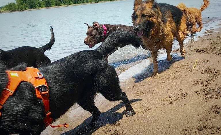 Dog Adventures Northwest