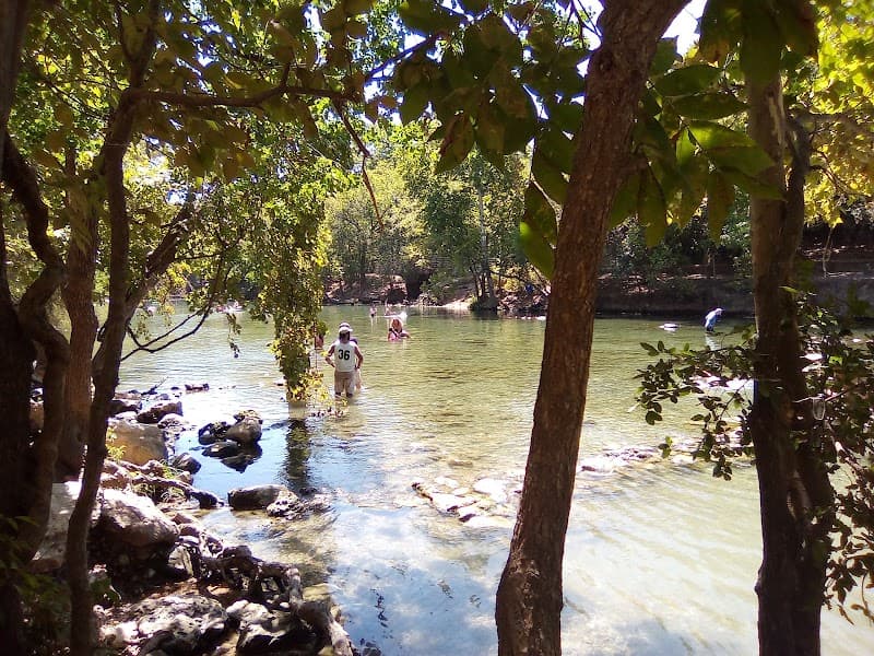 Dog Barton Springs