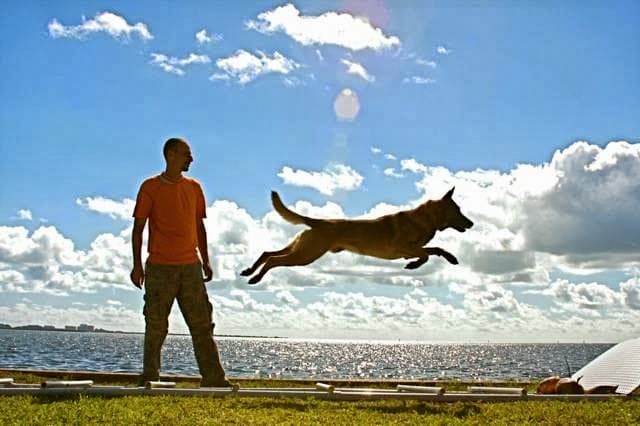 Dog Connection