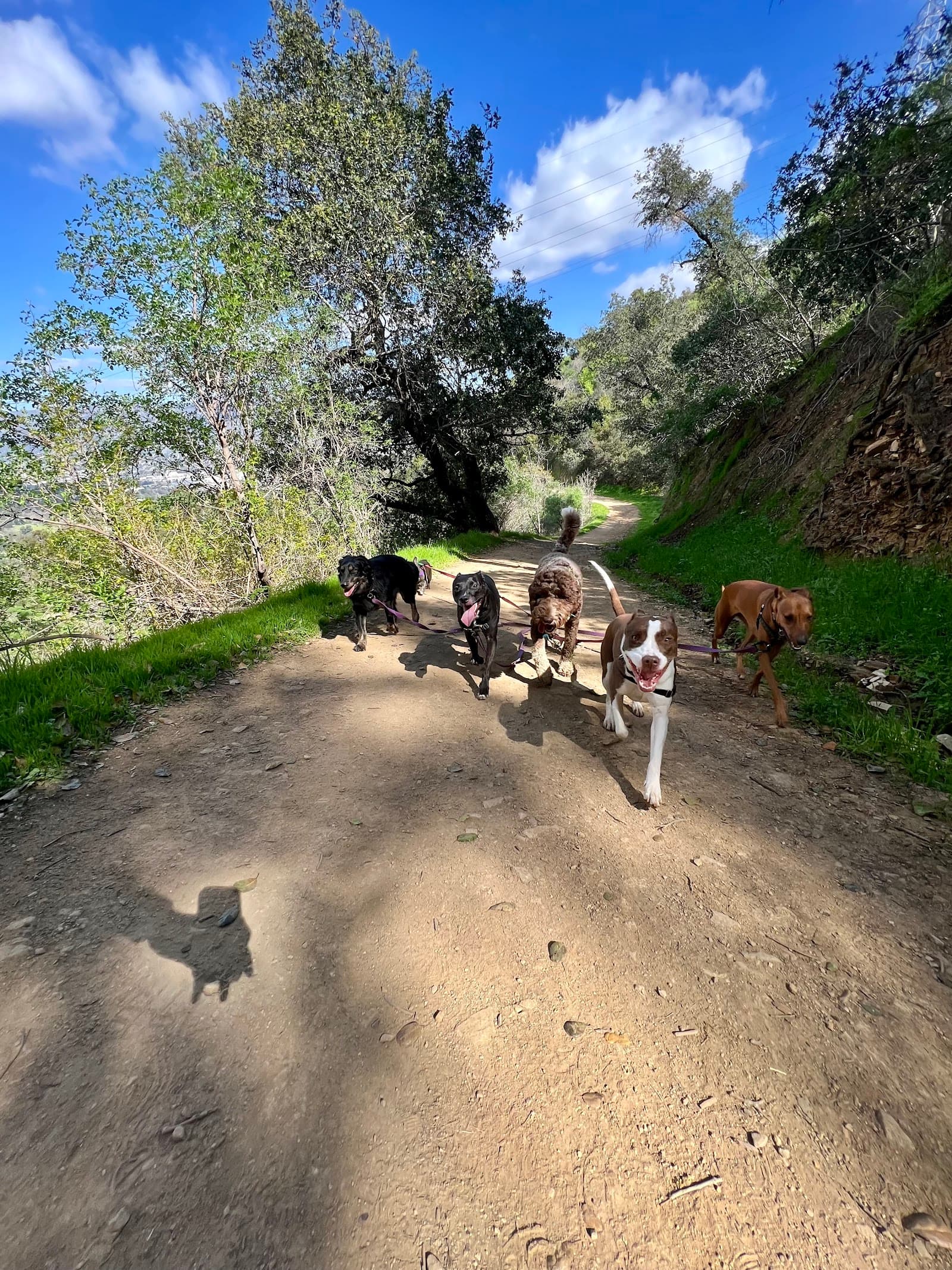 Dog Day Hikes